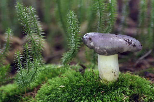 Сыроежки могут быть опасны - разбирайтесь в классификации и уделяйте особое внимание обработке гриба.