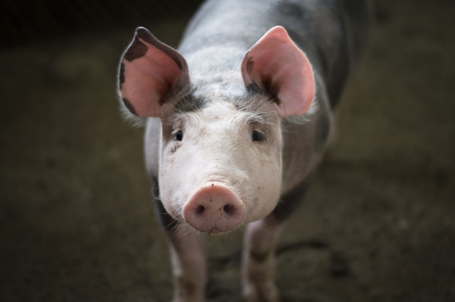 Чума свиней подкосила омских фермеров в 2017 году.