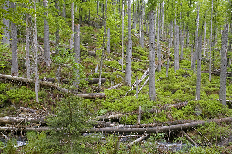 Лес, пострадавший от жука-короеда
