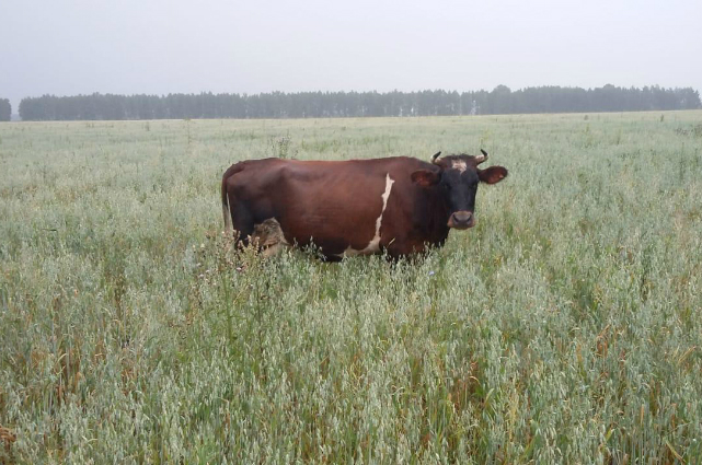 Корова пасется на поле бизнесмена