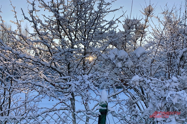 Агроном советует не проводить обрезку зимой.