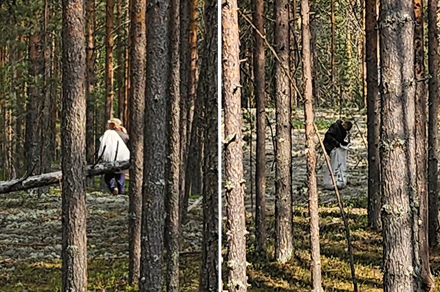 В лесу заметили шесть человек, который собирали ягель
