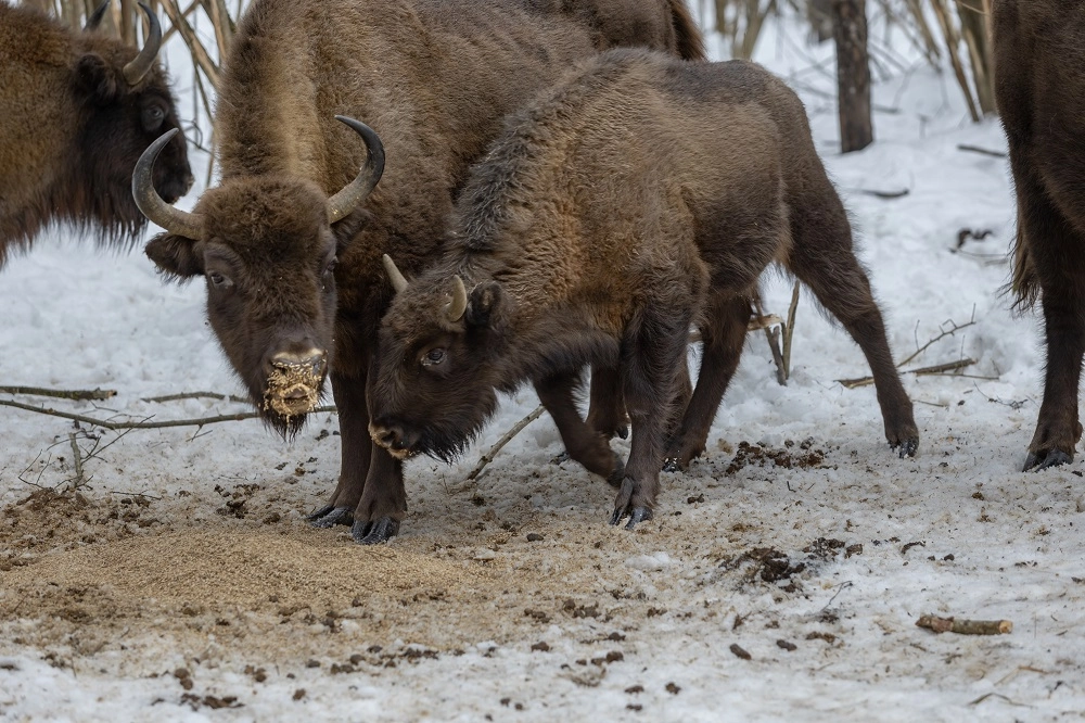 За острые торчащие рожки сотрудники заповедника называют малышей чертятами.