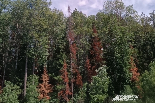 Полиграф оставляет после себя порыжевшие деревья