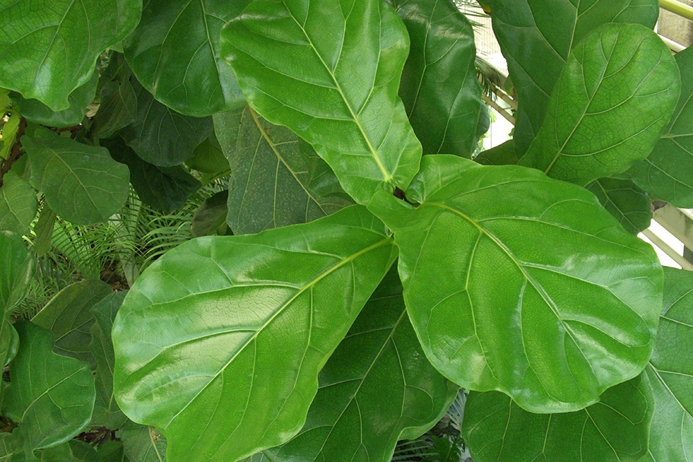 Фикус лировидный.