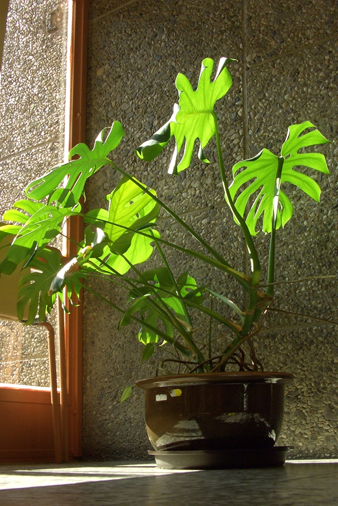 Монстера делициоза.