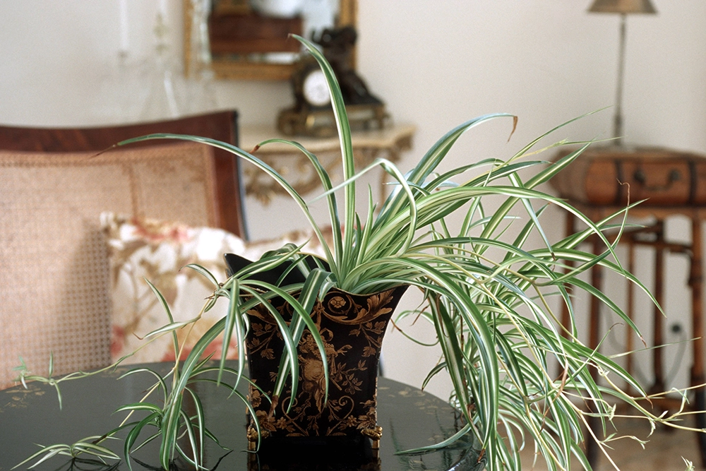 Хлорофитум.