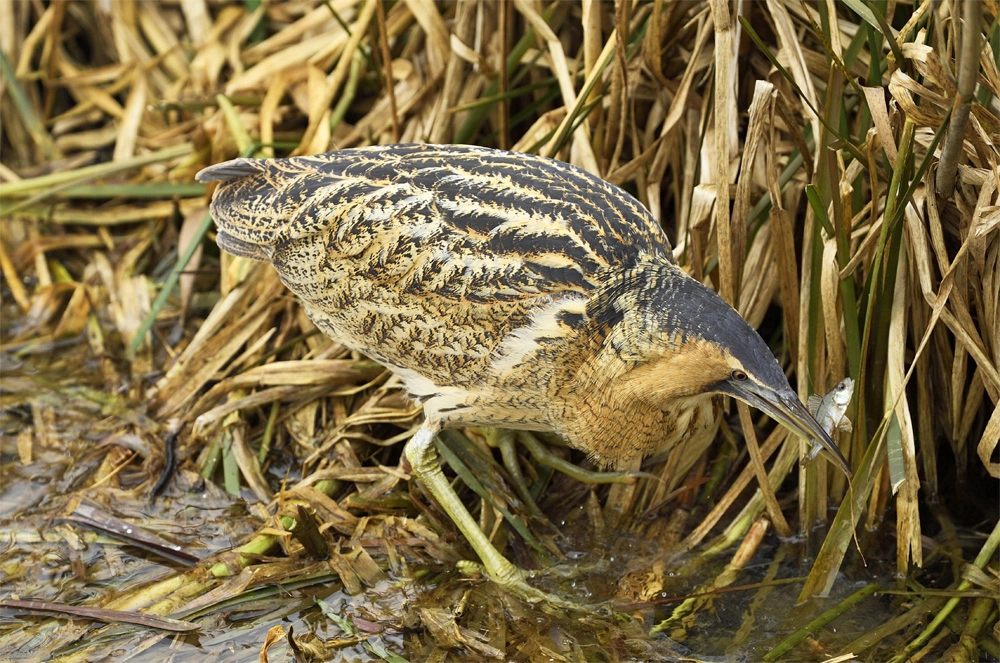 Малая выпь.