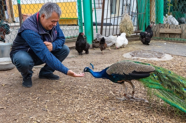Андрей Горбань с павлином.