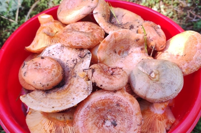 Грибной сезон уже в самом разгаре. 