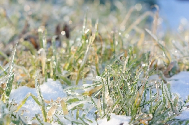 Озимые отлично чувствуют себя под снежным покровом.
