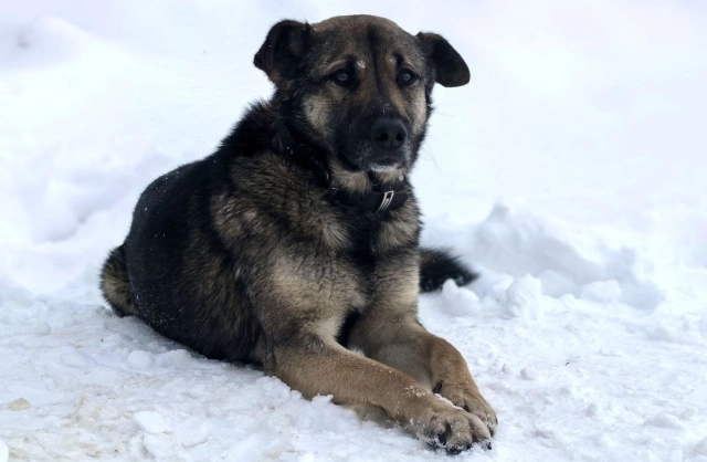 Лежать в снегу - рутина последних дней.