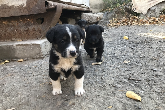 Официальных данных о том, сколько всего бездомных собак и кошек на кузбасских улицах, нет, но зоозащитники считают, что около десятка тысяч.
