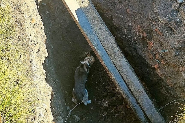 Собака упала в глубокую яму