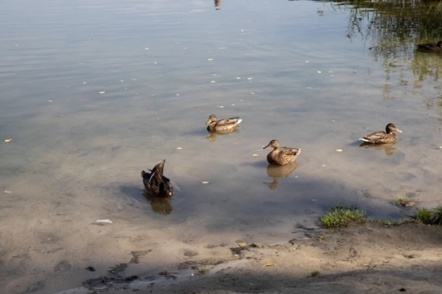 Местные пернатые туристов не боятся. 