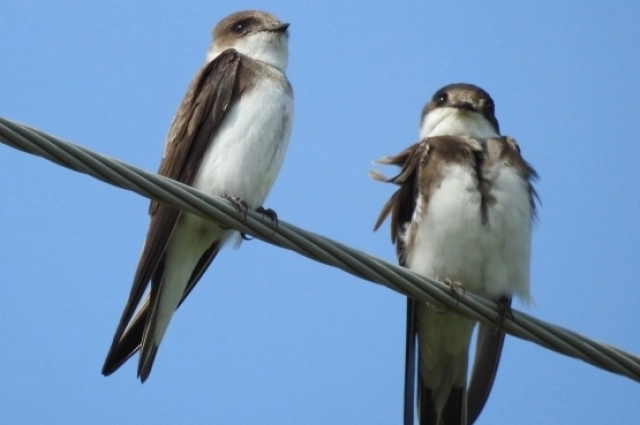 Бледная береговушка (слева).