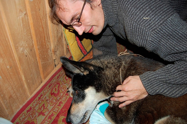 Петербуржец заботится о собаках и находит им новый дом.
