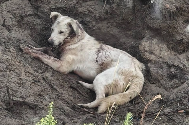 Пес был на грани смерти.