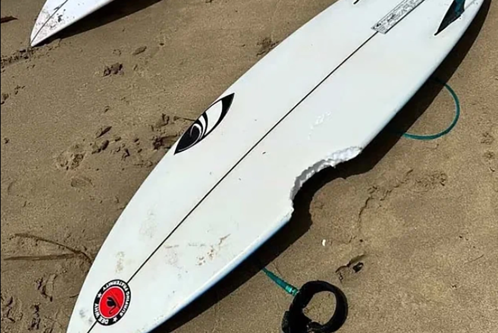 Покусанная доска для серфинга.