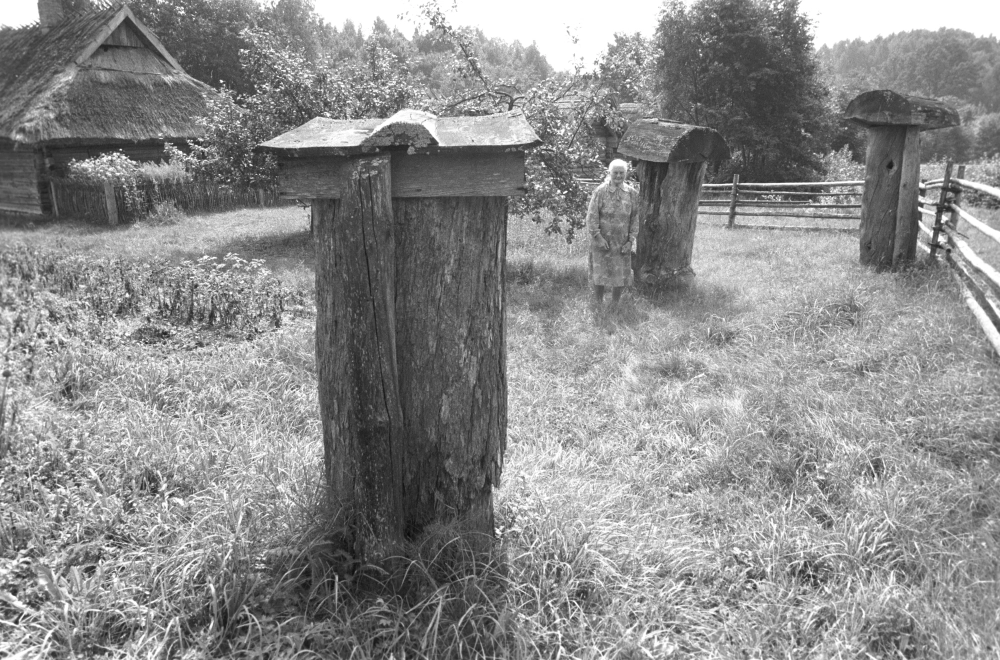 Такие ульи-колоды использовали до изобретения Петра Прокоповича. Литовская ССР. Музей народного быта Литвы под открытым небом расположен в деревне Румшишкес. Ульи-колоды (один из древнейших типов ульев) на территории музея.