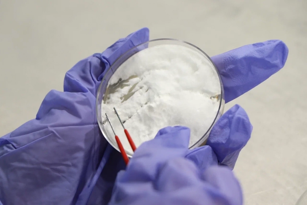 Такие чипсы появляются в биореакторе.