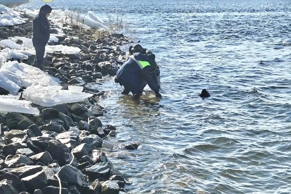 Тебо обнаружили и подняли со дна Волги 8 марта.