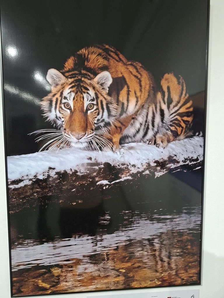  Снимок молодой тигрицы «Интересные дела» в заповеднике «Кедровая падь» на Дальнем Востоке стал кульминацией моего четырехмесячного терпеливого ожидания, - отметил в аннотации к фото россиянин Юрий Смитюк. - Благодаря этой фотографии учёные впервые зафиксировали появление новой самки на данной территории».