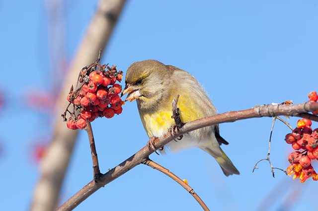 Птичьи ягоды. Каких пернатых можно увидеть в осеннем саду? | Природа |  Общество | Аргументы и Факты