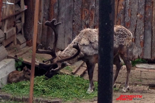 В зоопарке пока не знают, выживет ли детёныш северных оленей. У его мамы нет молока, и оленёнка кормят искусственно.