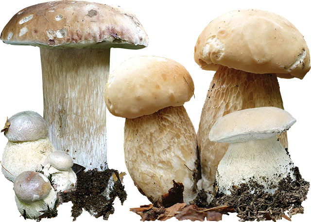 Какие грибы полезнее белые или подосиновики
