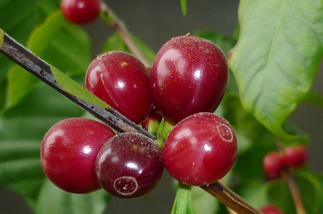 Плоды кофейного дерева.