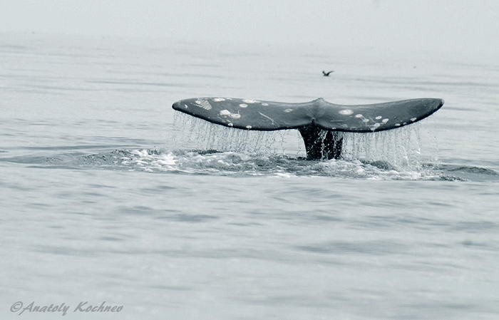 Снимок кита из коллекции Анатолия Кочнева. 