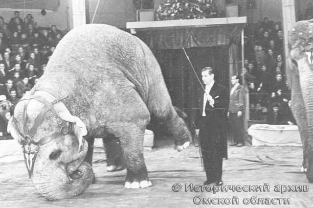 Выступление дрессировщика слонов, заслуженного артиста РСФСР А.Н. Корнилова на арене Омского цирка с дрессированными слонами. 1962 год.