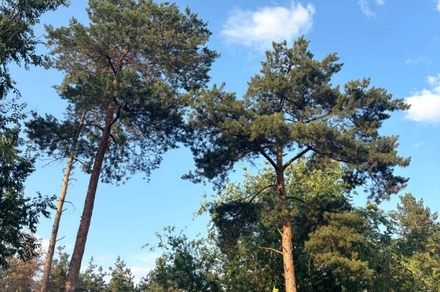 Чаще всего, лес отражает ее эмоциональное состояние и отношения с собой.