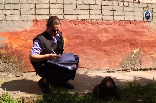 СК работает на месте происшествия.