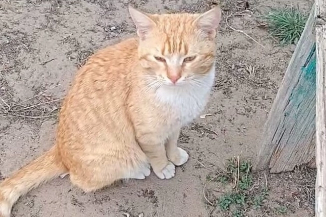 Кот стойко переносил марш-броски, ночевал в технике, ловил мышей в блиндажах.