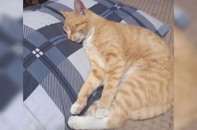 Рыжий не сразу привык к мирной жизни, но довольно быстро освоился.