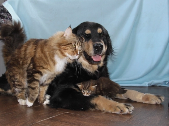 Бурятские собаки очень дружелюбно относятся к другим животным.