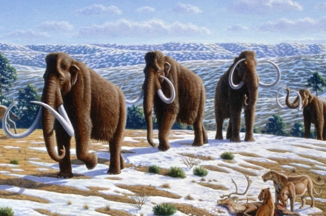 Мамонты достигали в высоту 5,5 метра.