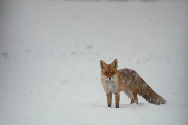 Название дня связано с наблюдением за  дикими лисами.