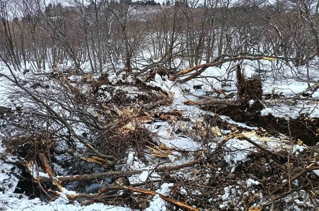 Сломанные деревья вдоль дороги в заповеднике.