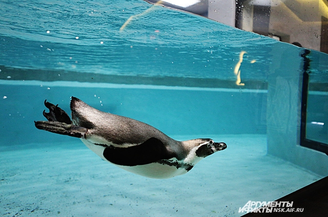 Пингвины радуются маленьким посетителям