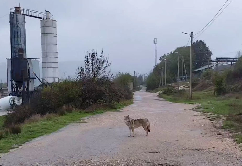 Вот такой зверь живёт в Орлином. Не волк, и был домашним...