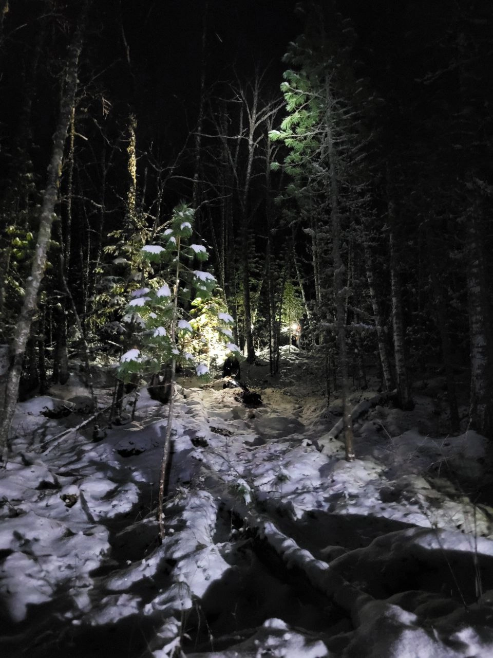 поиски Усольцевых.