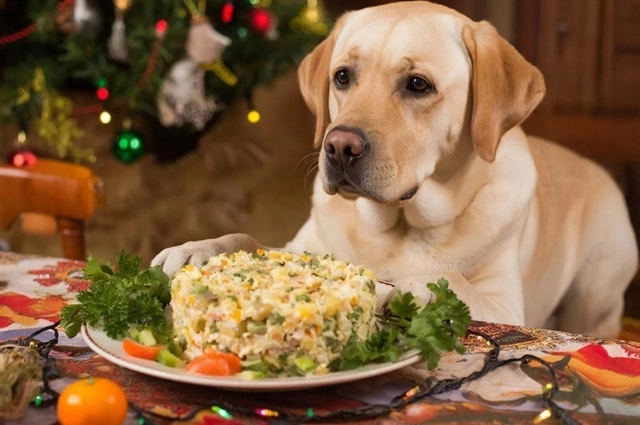 Собакам лучше купить лакомства специально животных.
