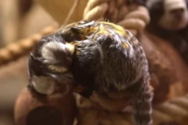 Малыш всё время с папой