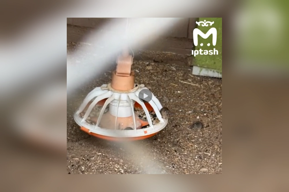 Медведь соседствует с мышами.