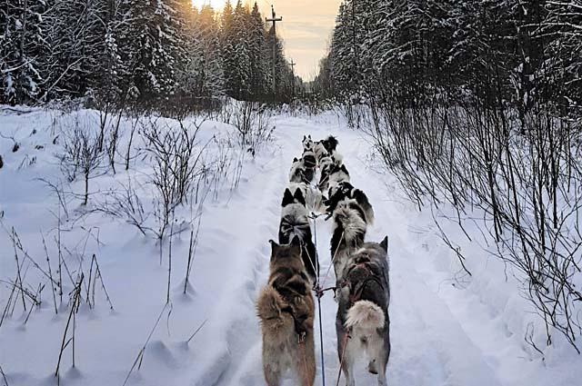 11-часовой переход в мороз до перевала Дятлова и обратно собаки перенесли хорошо.