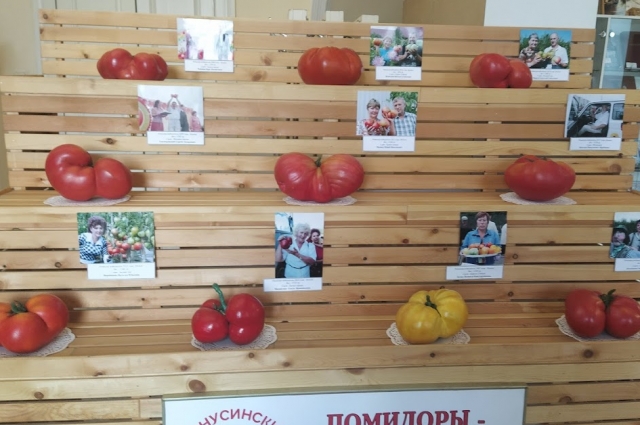 Макеты томатов - чемпионов прошлых лет.