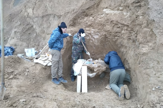 3.	Раскопки черепа трогонтериевого мамонта на берегу Таганрогского залива.